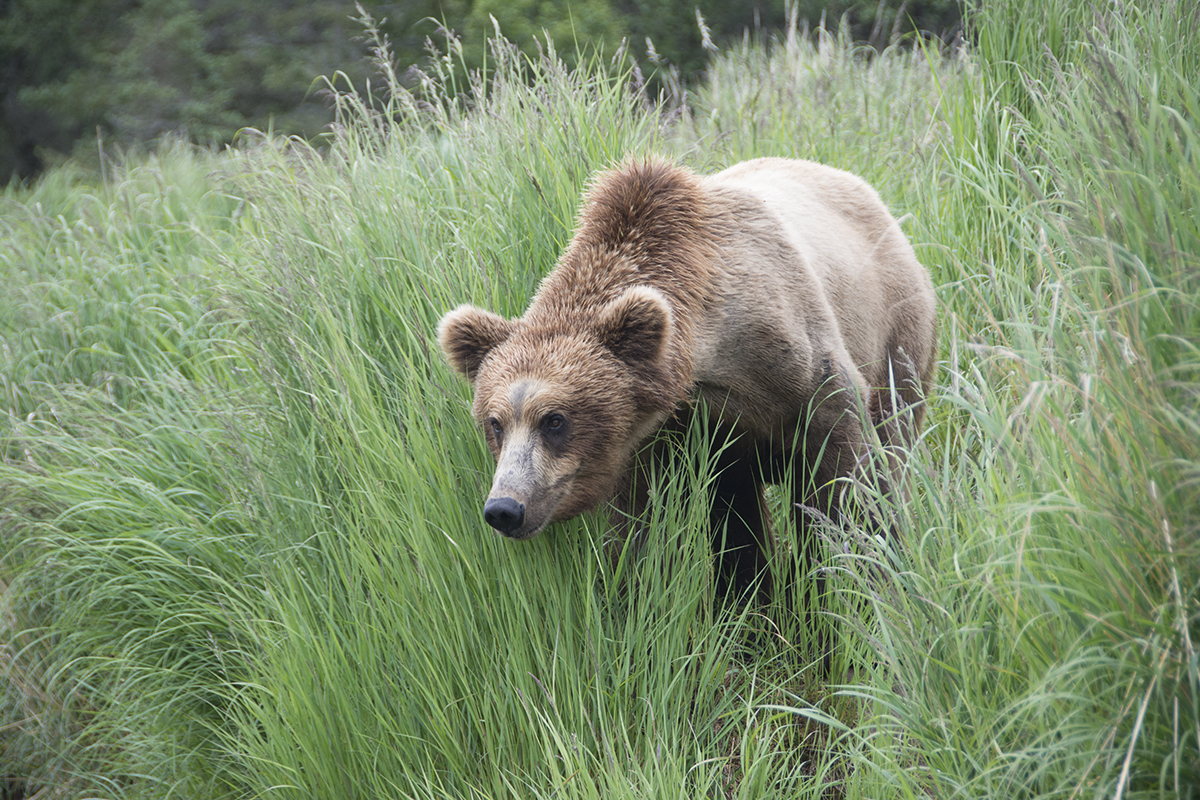 Brown bear along the Brooks River in Katmai National Park and Preserve, Alaska.