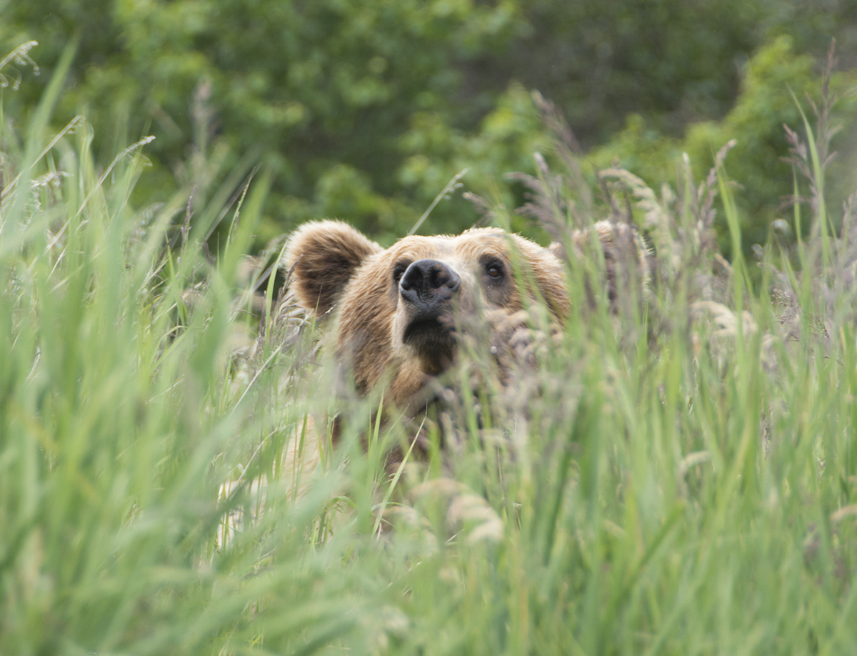 Brown bear peaking above the grass to check us out on the Brooks River in Katmai National Park and Preserve, Alaska.