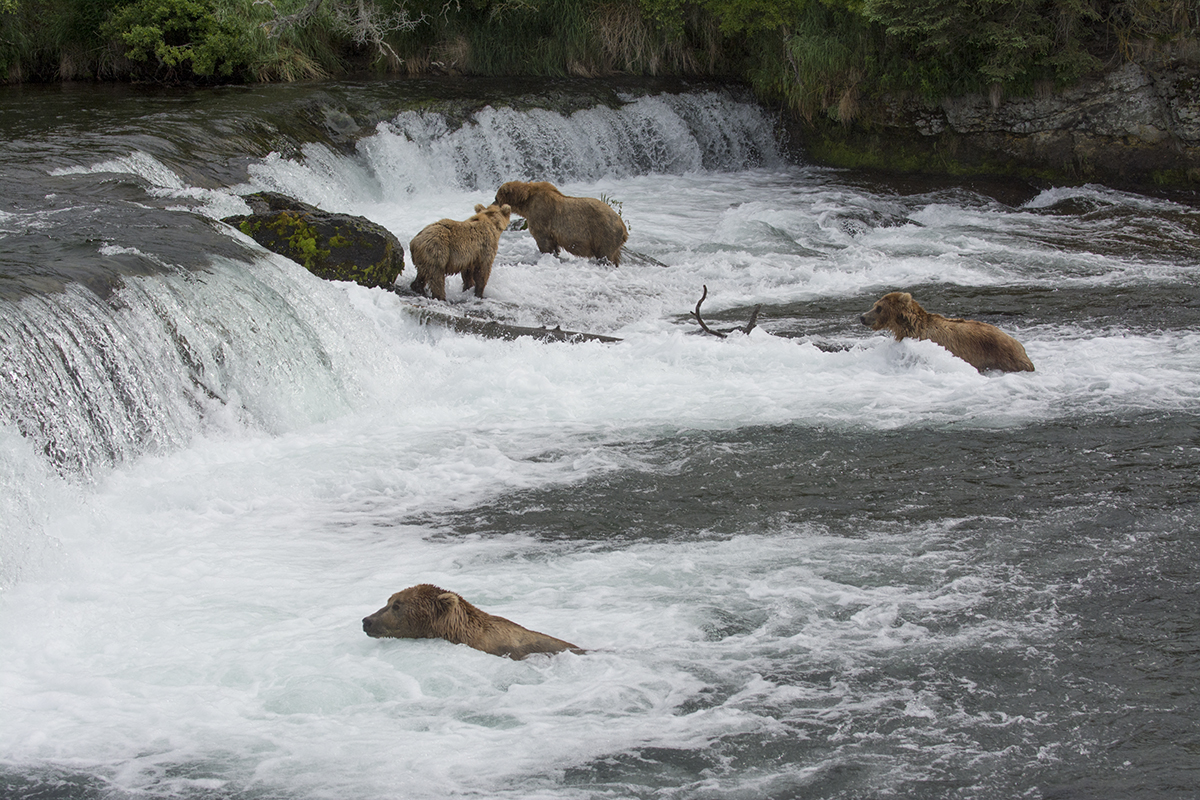 Brown Bears at Brooks Falls in Katmai National Park and Preserve, Alaska.