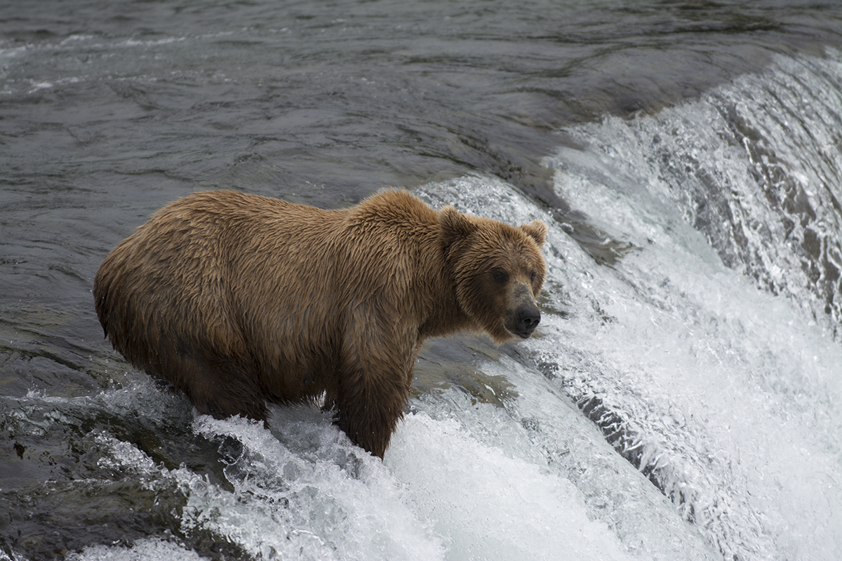Brown bears waiting to catch salmon at Brooks Falls.