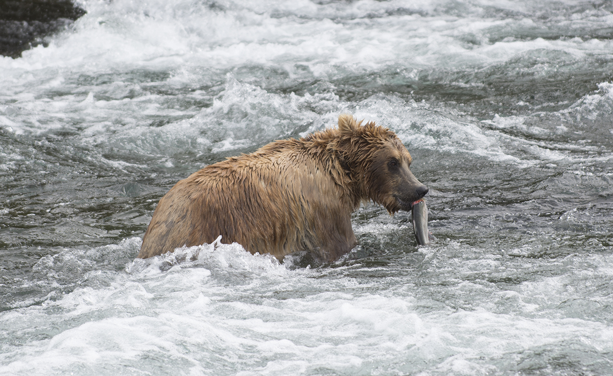 Brown bear with a recent catch of Sockeye Salmon at Books Falls in Katmai National Park and Preserve, Alaska.