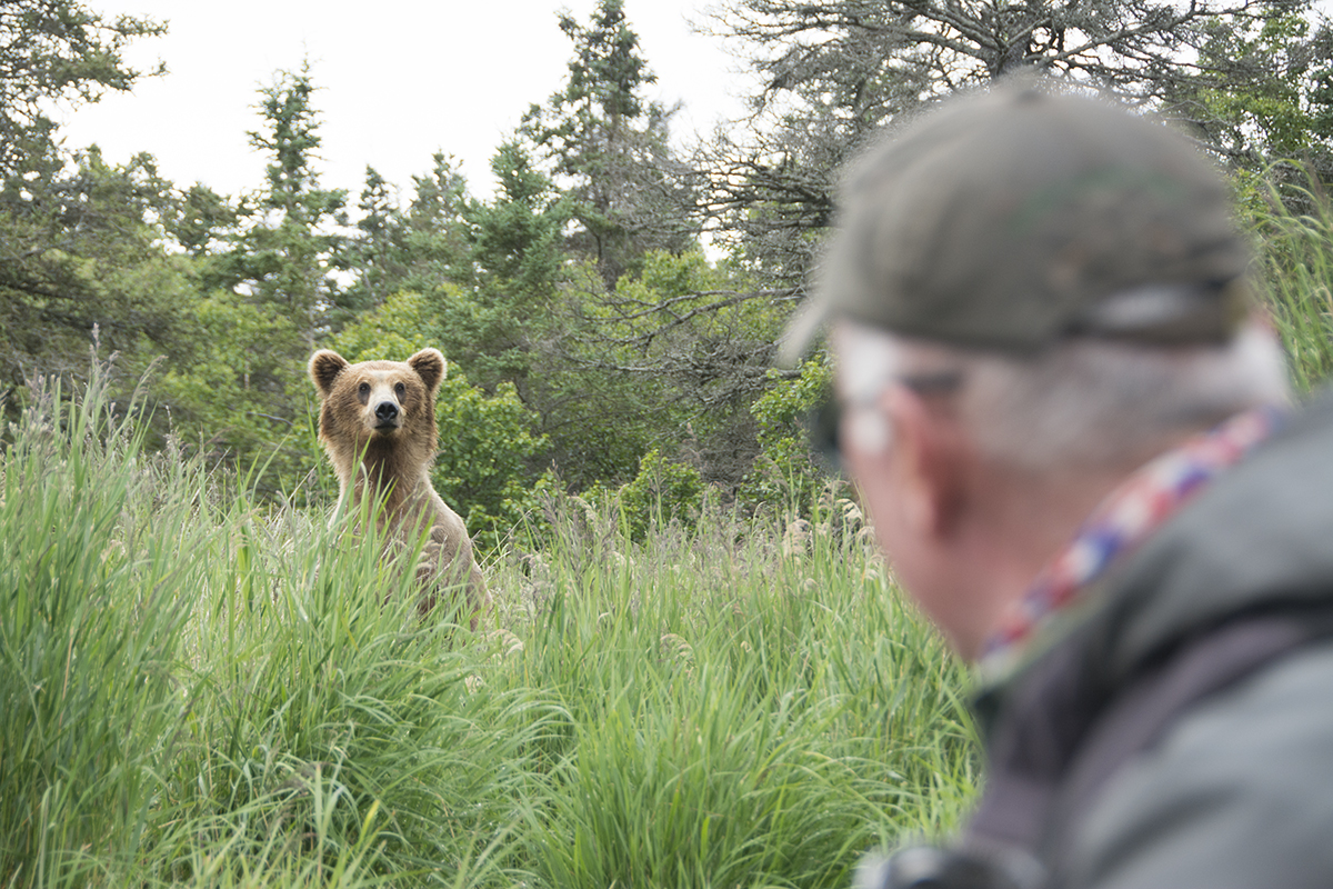 Close encounter with a bear in the Brooks River in Katmai National Park and Preserve, Alaska.