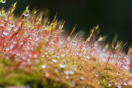 Published Photo 'Dew on Moss' in Merrimack Valley Magazine Mar/Apr 2012.