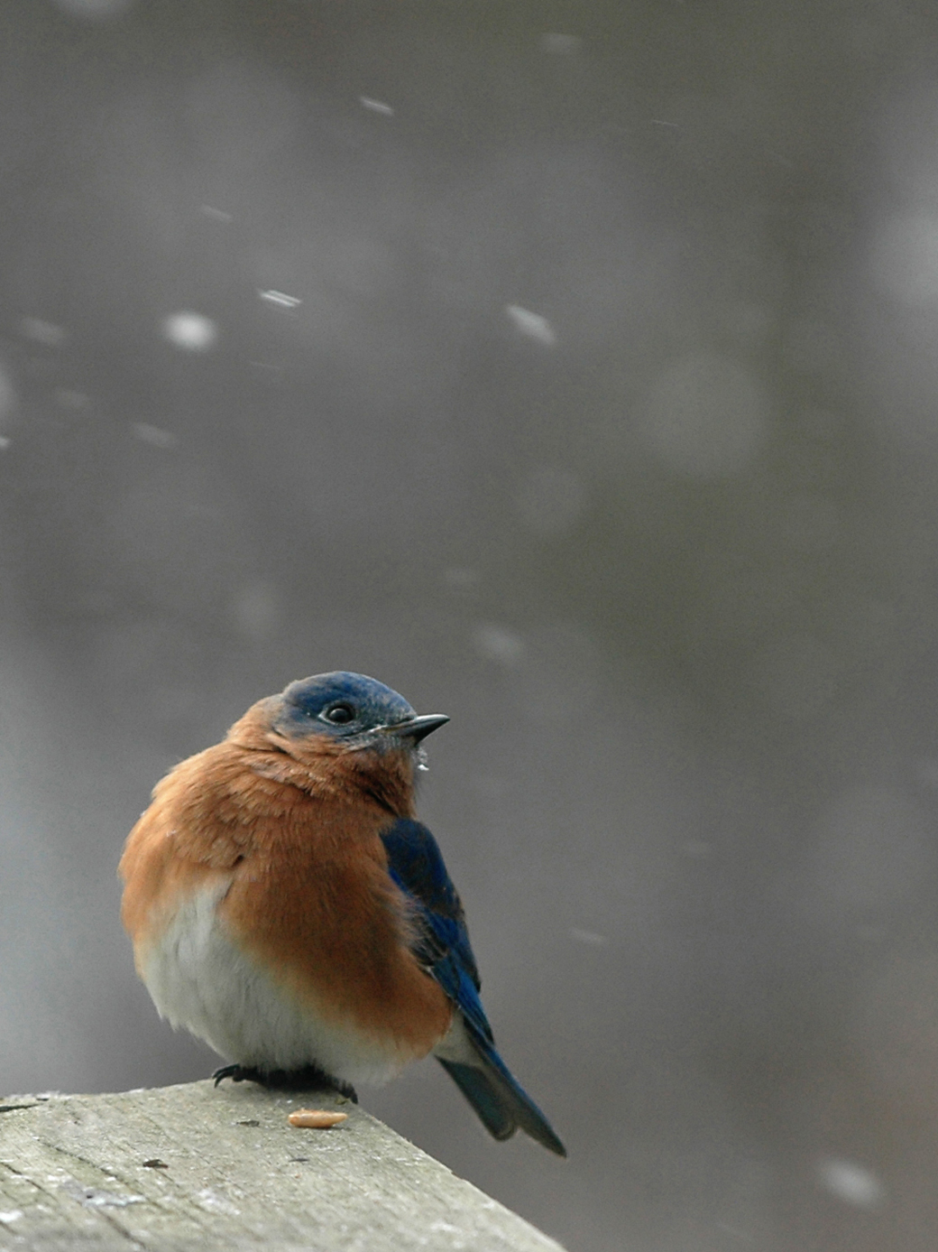 Blue Birds in Snow